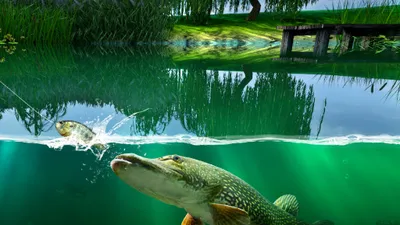 Willow Pond: Fishing Paradise